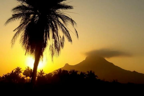 palma con lo sfondo tramonto